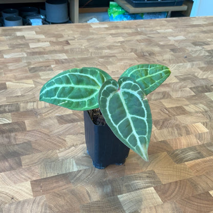 Anthurium (Michelle x Zara) x Black Velvet EP