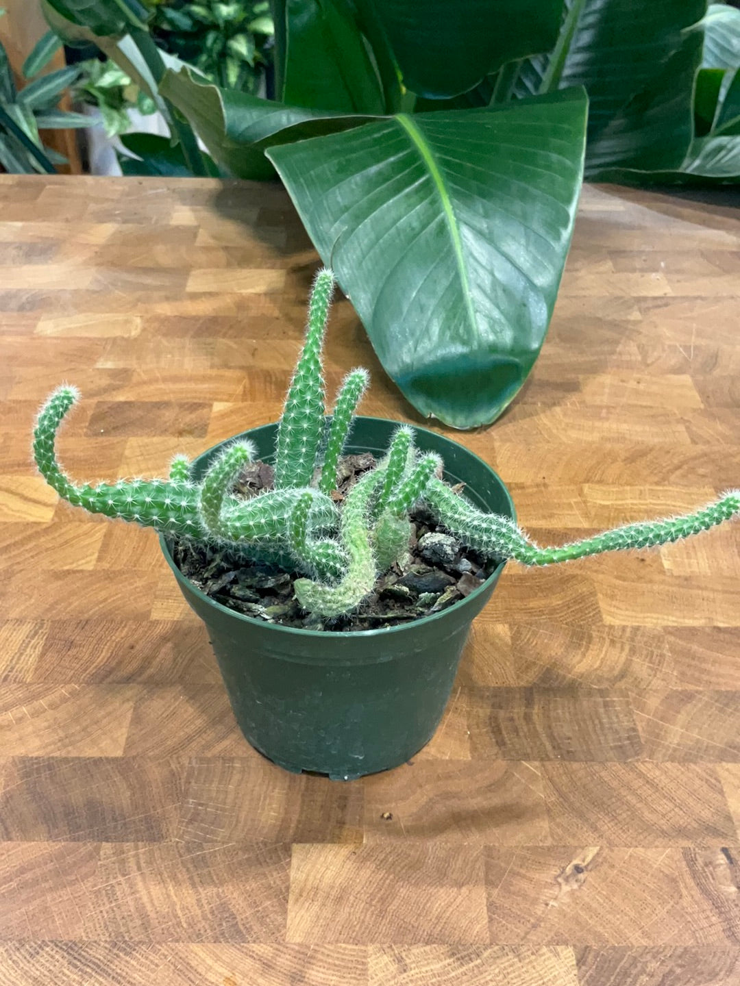 Cactus Peanut