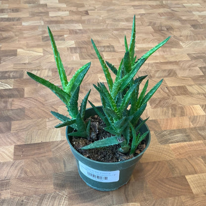 Aloe Lensayuensis