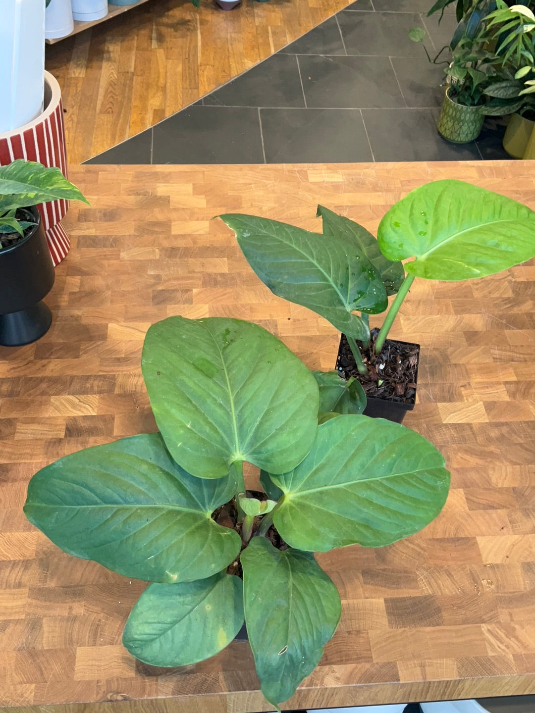 Anthurium Pulcachense