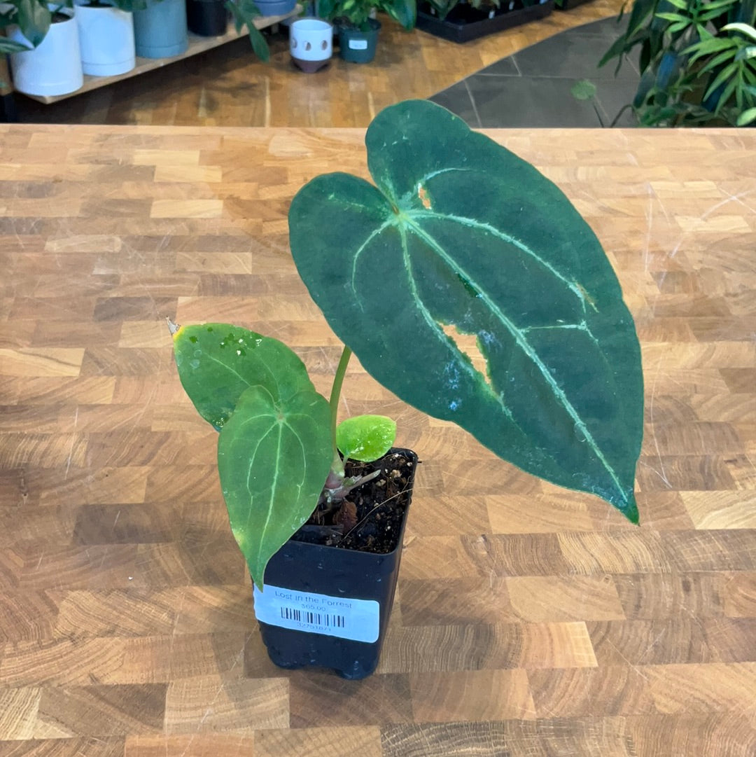 Anthurium Forgetii x (Papillilaminum X Crystallinum)