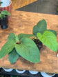 Anthurium Pulcachense