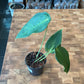 Anthurium Peltigerum