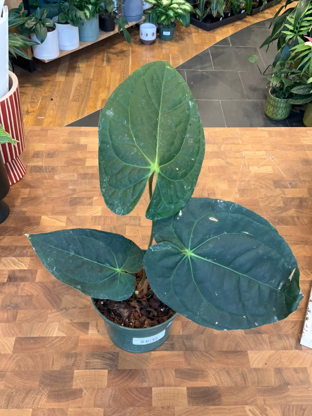 Anthurium Crystallinum x Luxurians