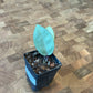 Hoya Silver Dollar