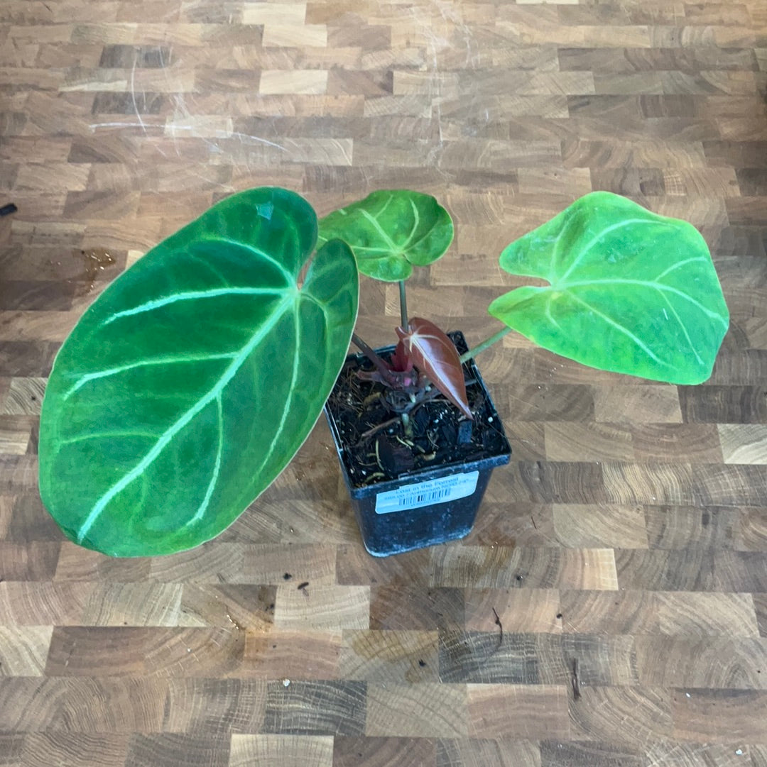 Anthurium NOID