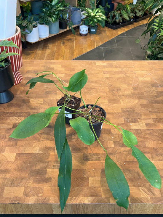 Anthurium Gracile