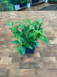 Goldfish Plant