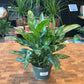 Aglaonema Maria