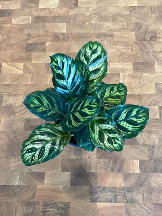 Calathea Makoyana