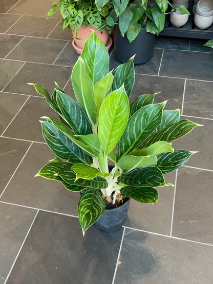 Aglaonema Snow Cap