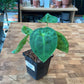 Anthurium Forgetii