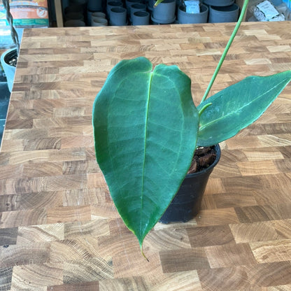Anthurium Peltigerum