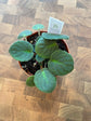African Violet