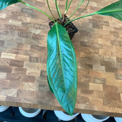 Anthurium Gracile San Rafael