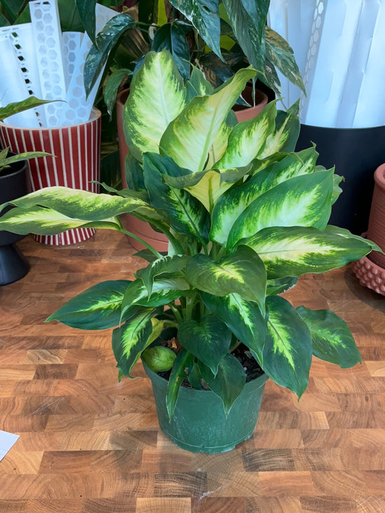 Dieffenbachia Camille