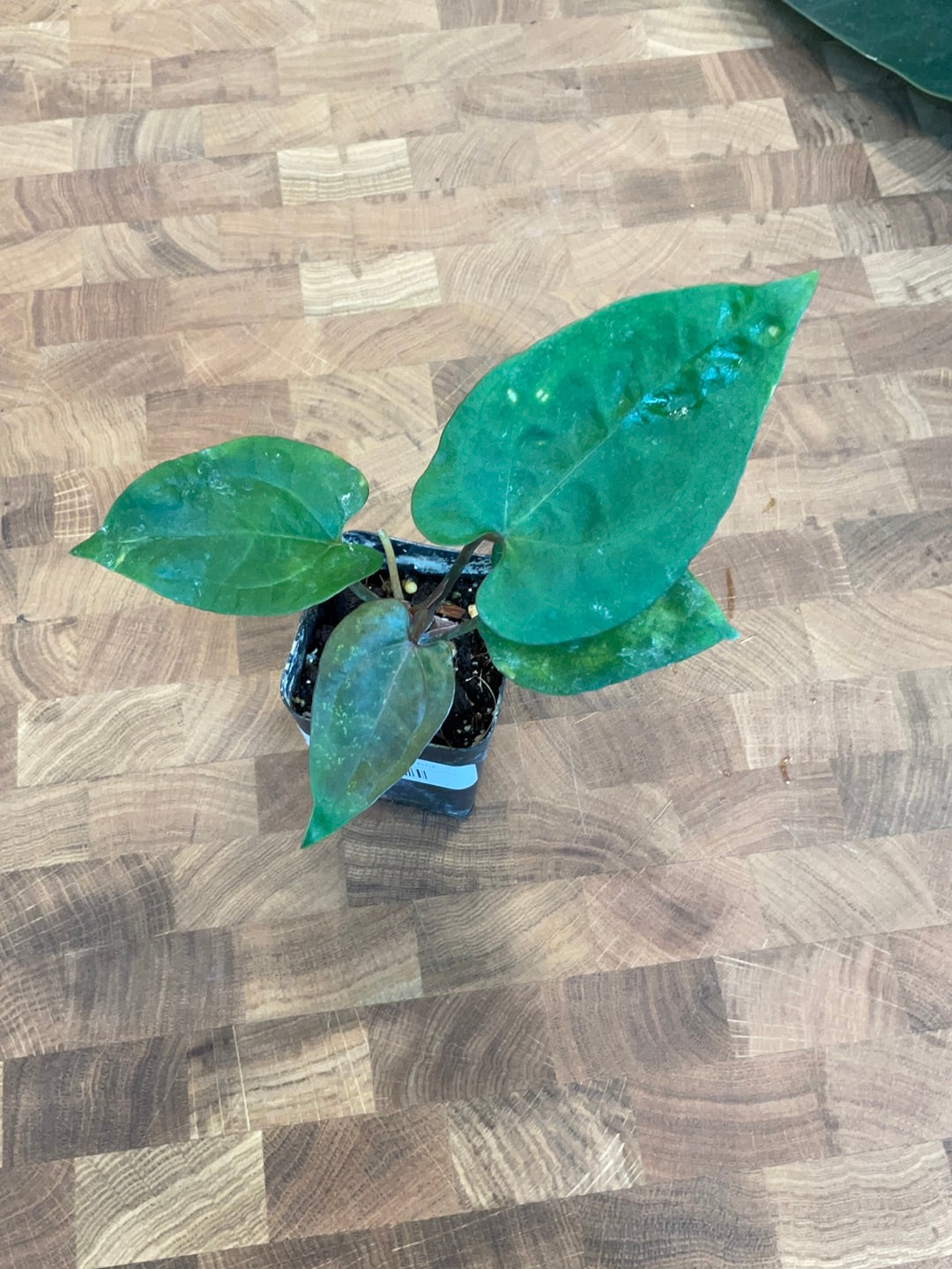 Anthurium Ace of Spades Dark Form