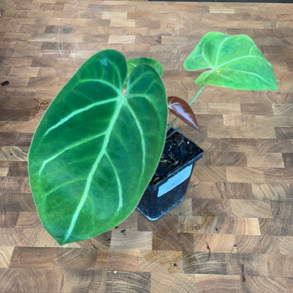 Anthurium NOID