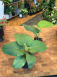 Anthurium Pulcachense
