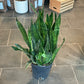 Sansevieria Zeylanica