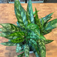 Aglaonema Maria