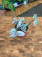 Tradescantia Nanouk