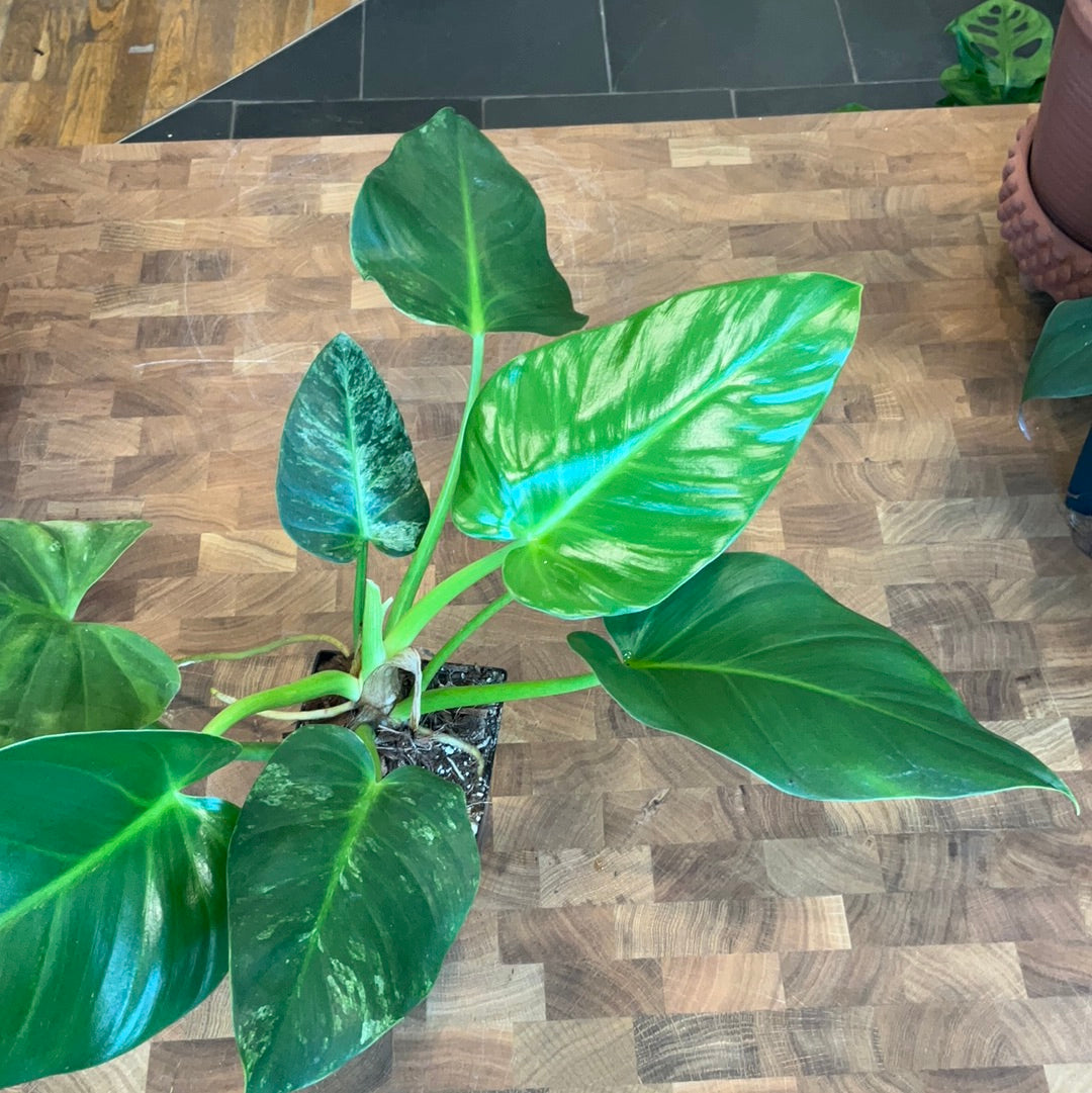 Reverted Philodendron Giganteum Variegated