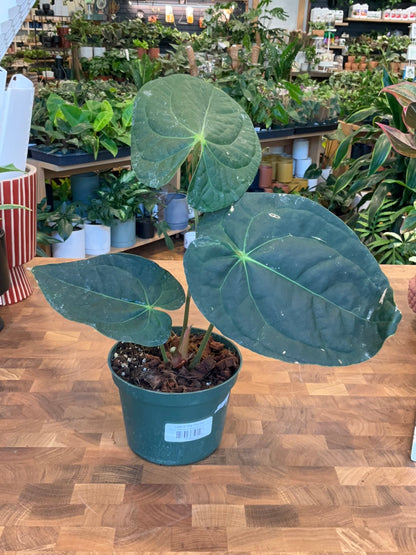 Anthurium Crystallinum x Luxurians