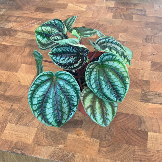 Peperomia Dragon Skin