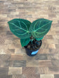 Anthurium &