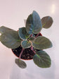 African Violet