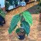 Monstera Obliqua Pangui