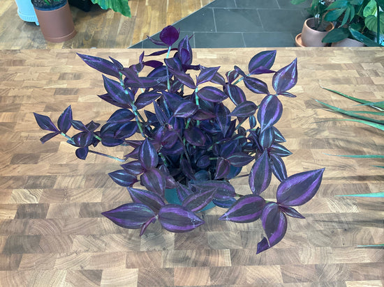 Tradescantia Purple Passion