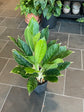 Aglaonema Snow Cap