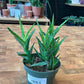 Aloe Lensayuensis