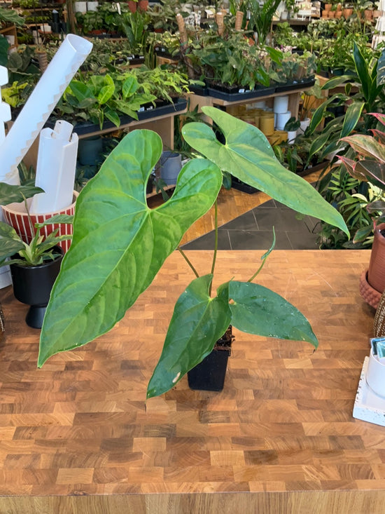 Anthurium Nigrolaminum