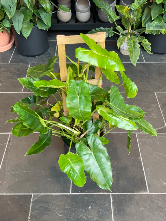 Philodendron Burle Marx *No Shipping*