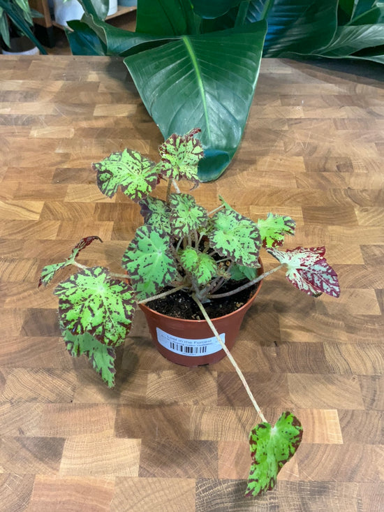 Begonia Golden Swallowtail
