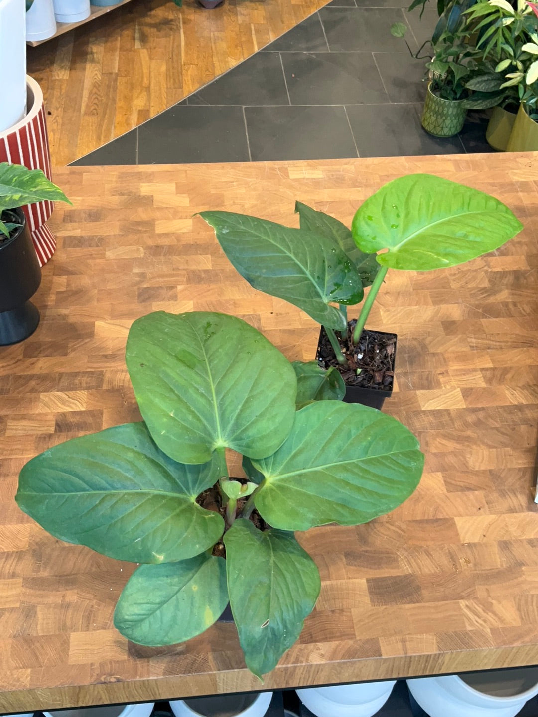 Anthurium Pulcachense