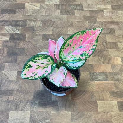 Aglaonema Star King