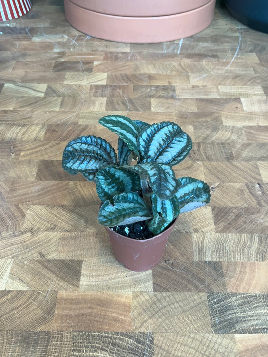 Pilea Norfolk