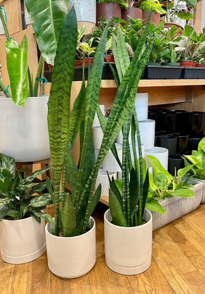 Sansevieria Zeylanica