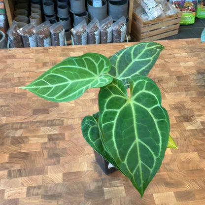anthurium crystalinium Anthurium Crystallinum x Ace of Spades – Lost in the Forrest
