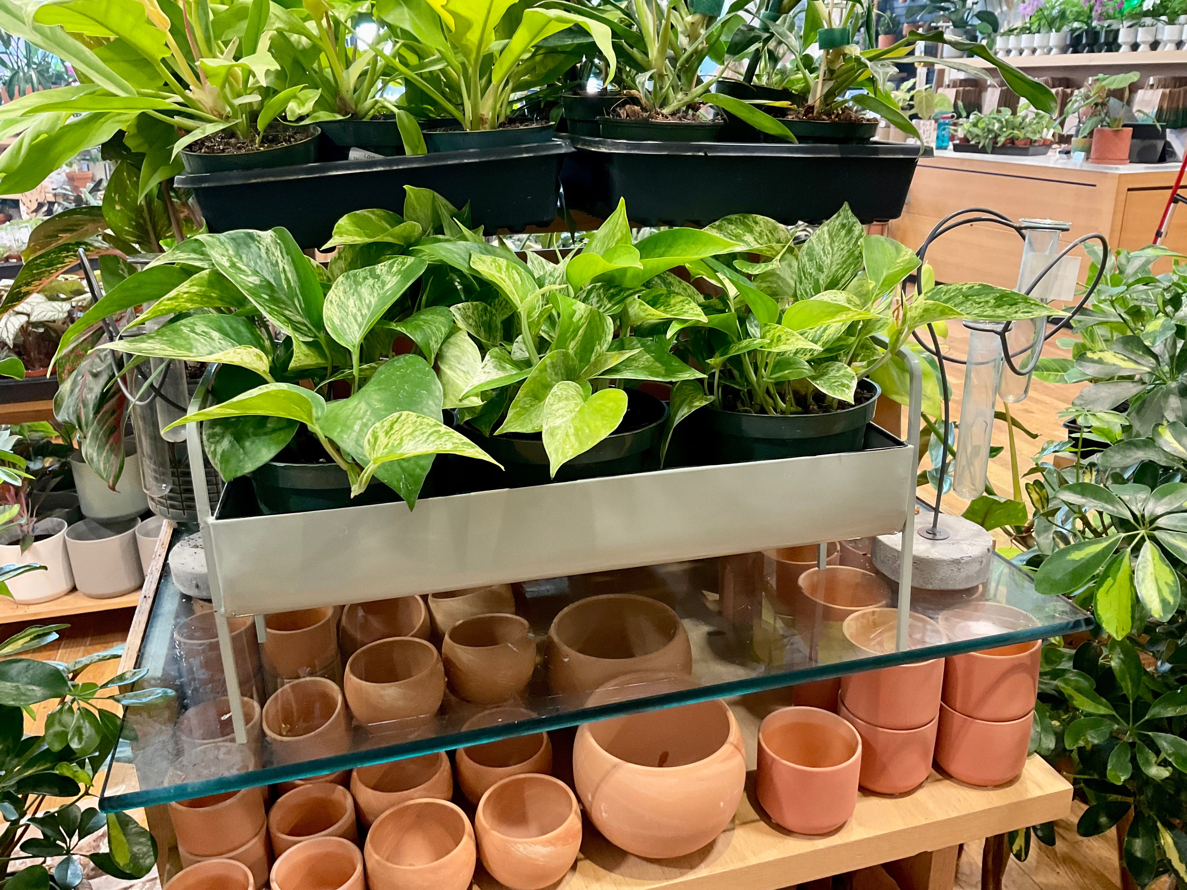 Minty Planter