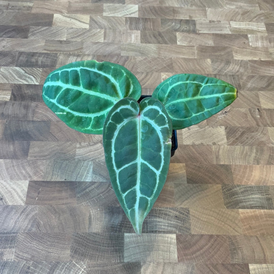 Anthurium (Michelle x Zara) x Black Velvet EP