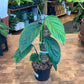Monstera Obliqua Pangui