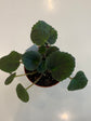 African Violet