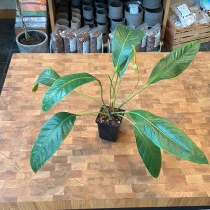 Anthurium Gracile San Rafael