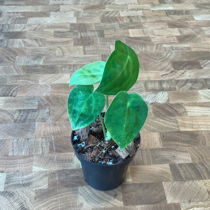 Anthurium Forgetii