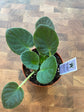 African Violet